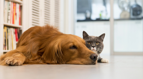 How to Introduce Dogs to Cats