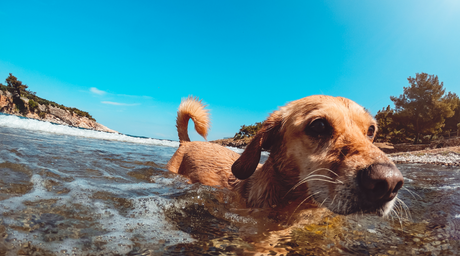 How to teach your dog to swim and feel comfortable in the water