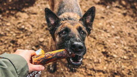 A Guide to the Safest Bones for Dogs to Chew
