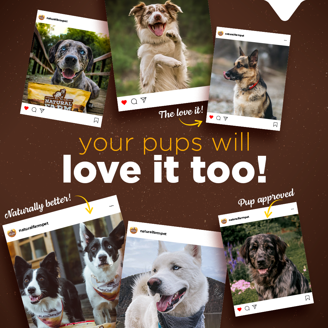 Small Yak Cheese Chews Natural Farm Shop Yak Cheese Chews