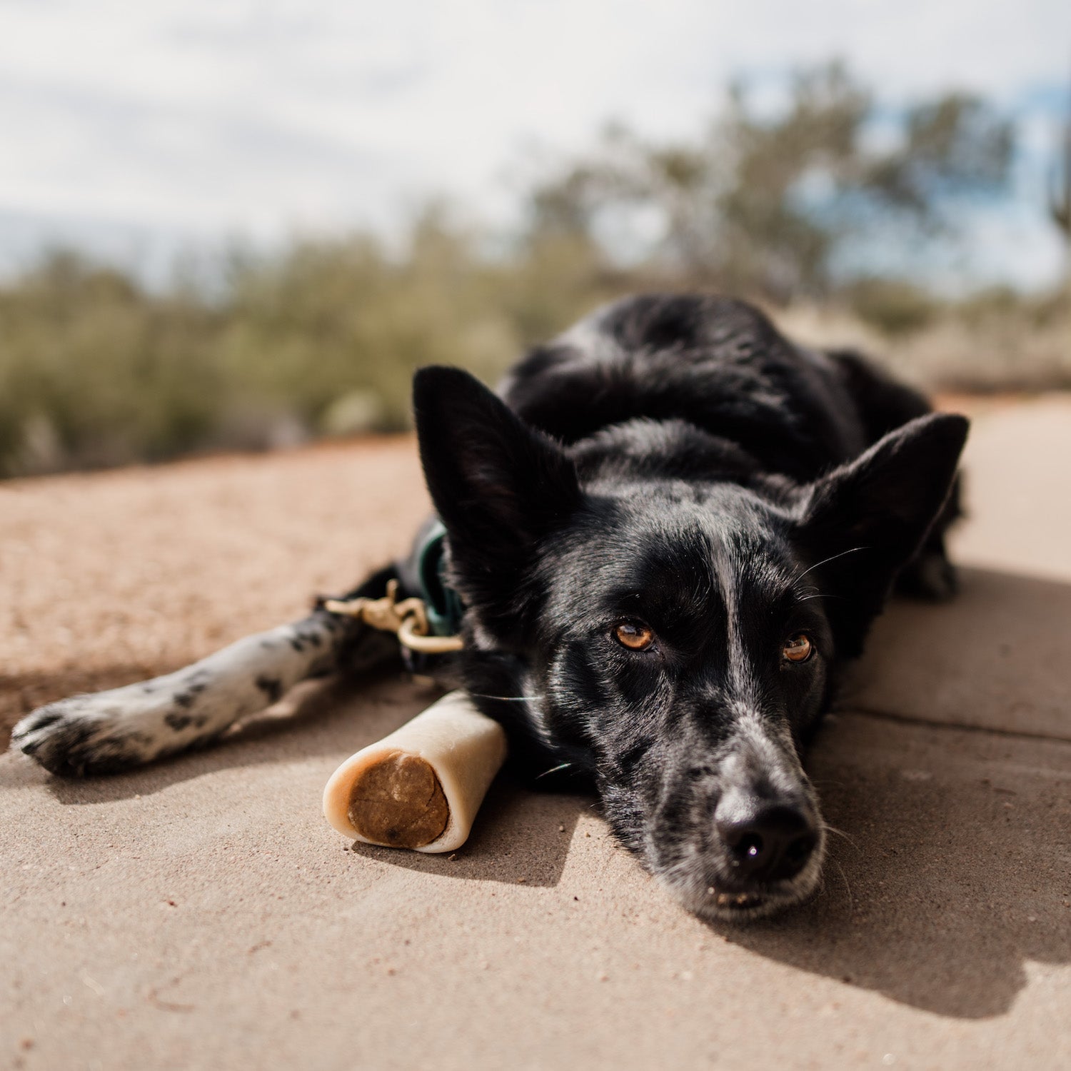 Beef Filled Dog Bones Order Stuffed Dog Bones Online Natural Farm