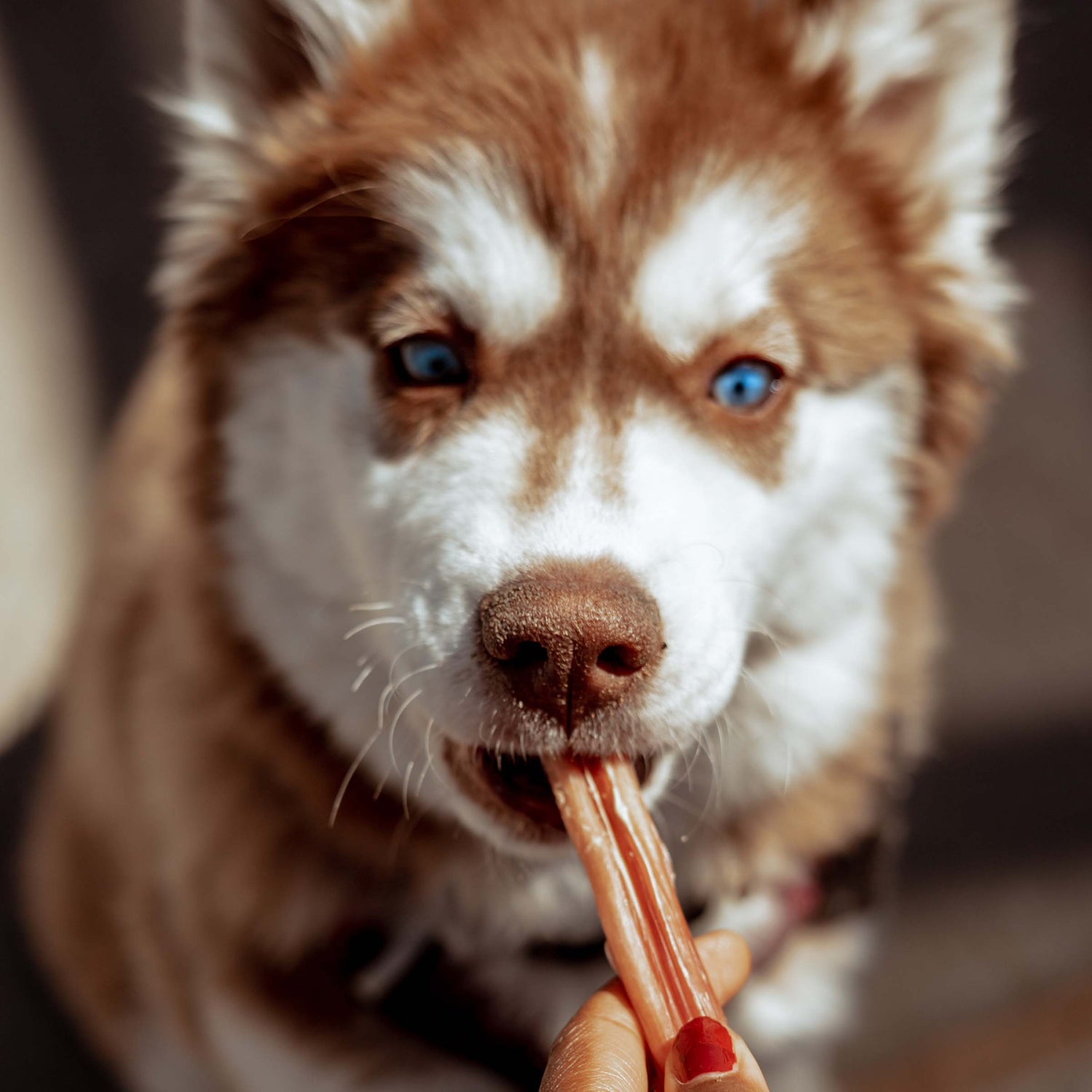4 Inch Standard Bully Sticks Natural Farm Shop Bully Sticks