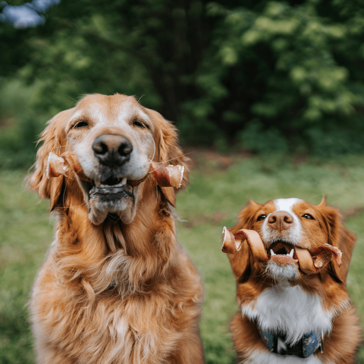 5-6 Inch Bully Springs Natural Farm Shop Bully Sticks