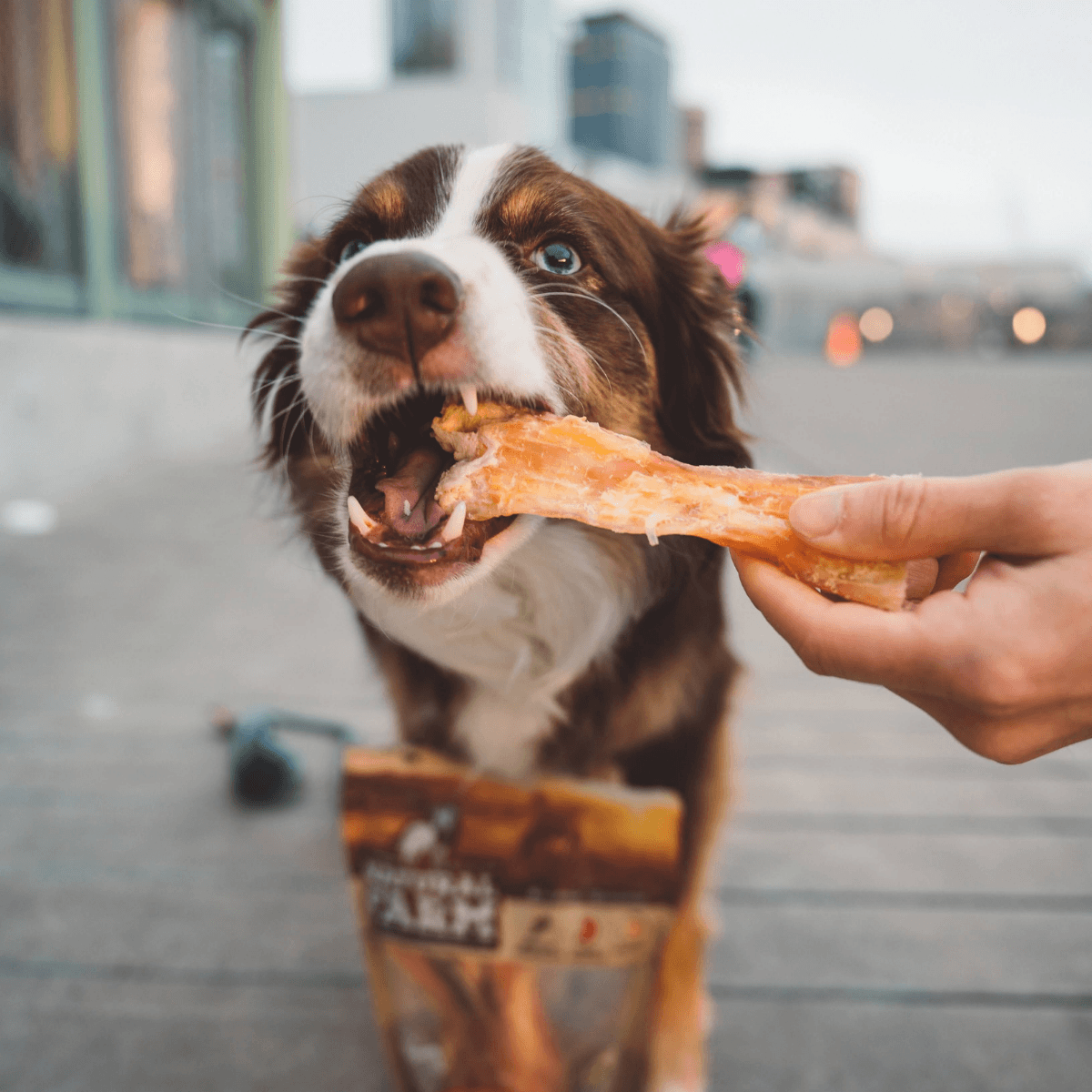 9-12 Inch Beef Tendon Dog Chews Natural Farm Shop Beef Chews