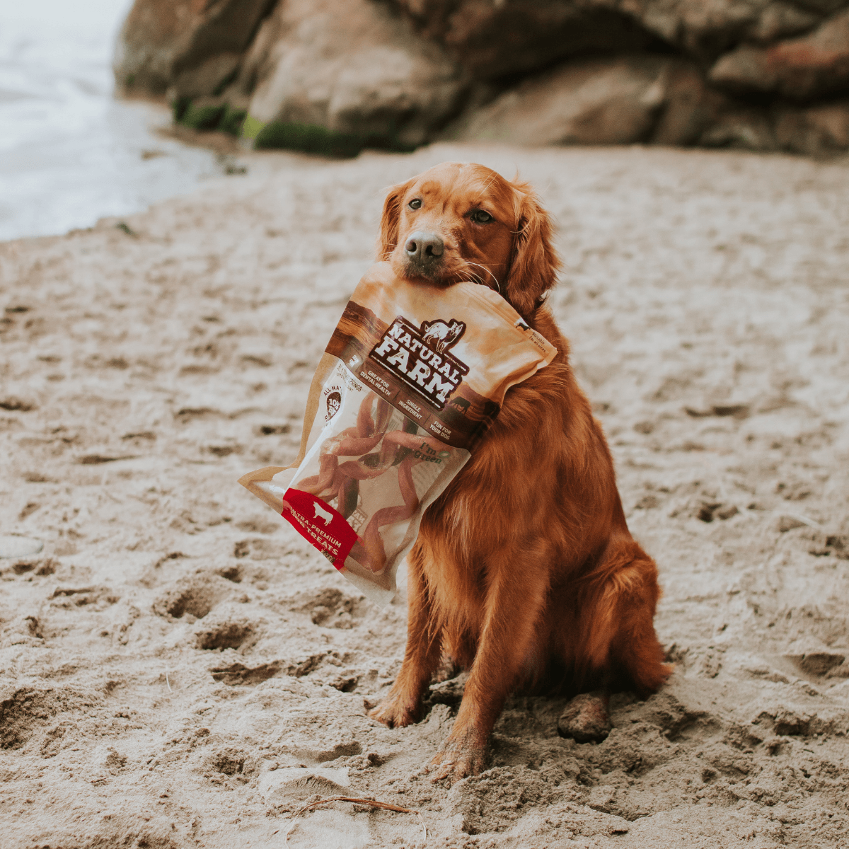 10-12 Inch Bully Springs Natural Farm Shop Bully Sticks