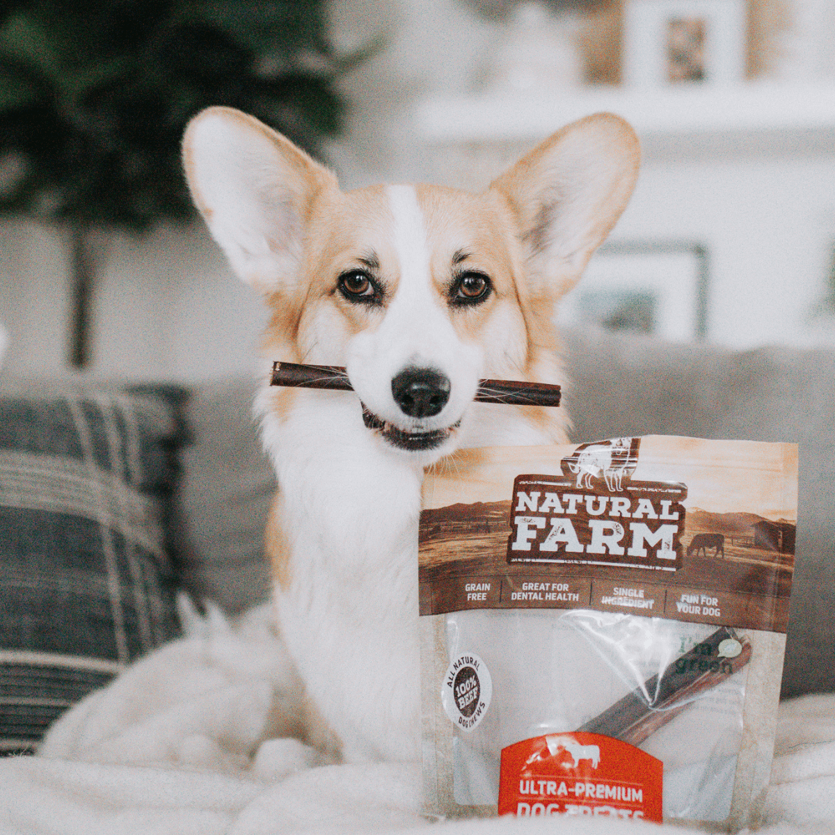 6 Inch Beef Collagen Sticks Natural Farm Shop Collagen Sticks