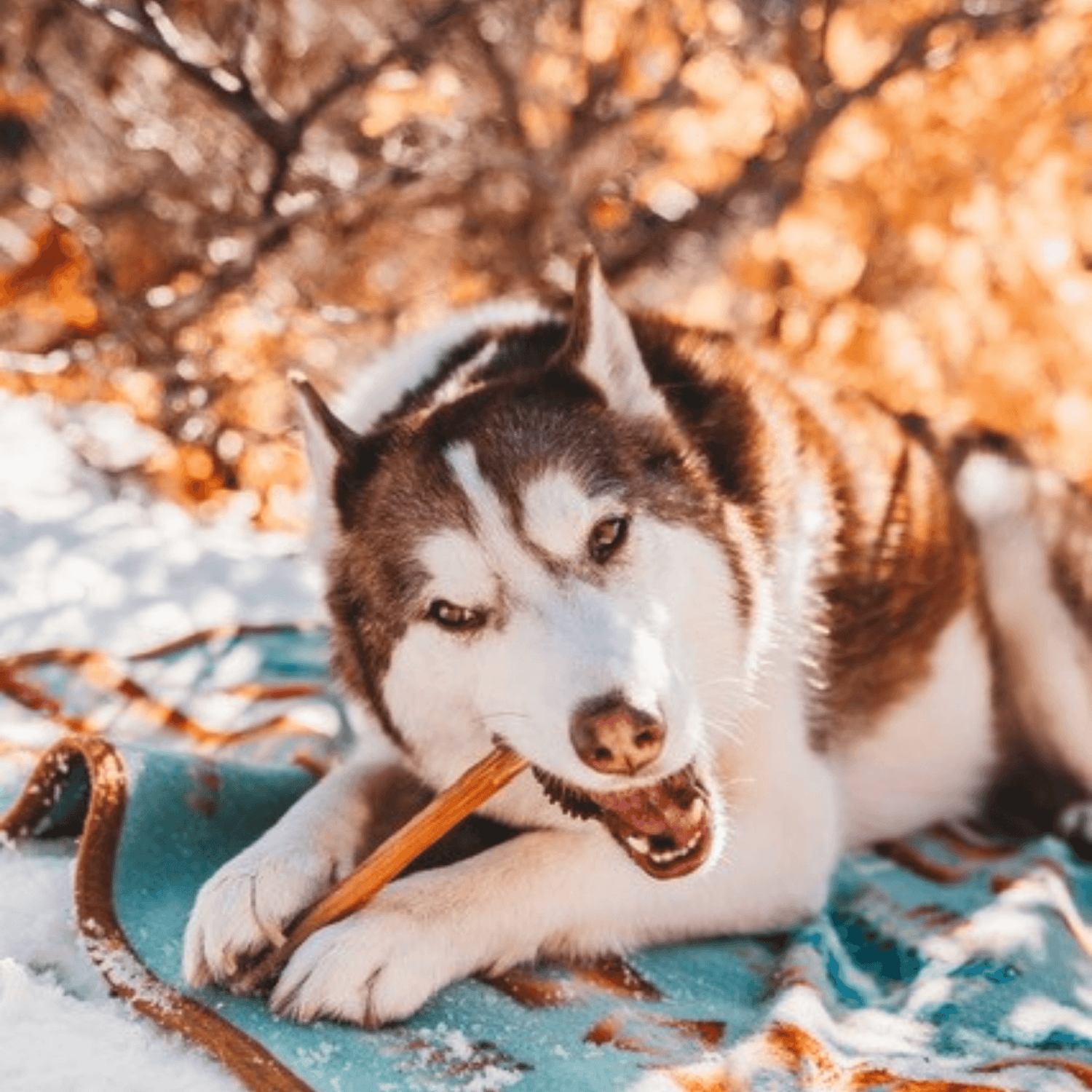7 Inch Standard Bully Sticks Natural Farm Shop Bully Sticks