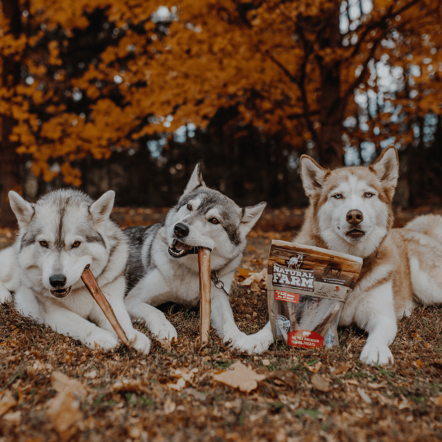 12 Inch Extra Thick Bully Sticks Natural Farm Shop Bully Sticks