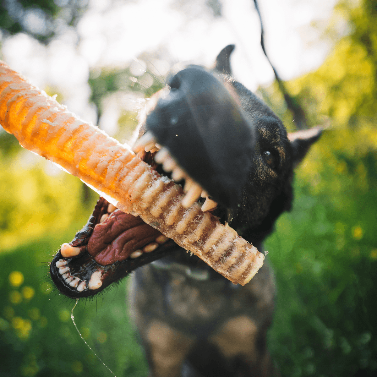 12 Inch Beef Trachea Natural Farm Shop Beef Chews