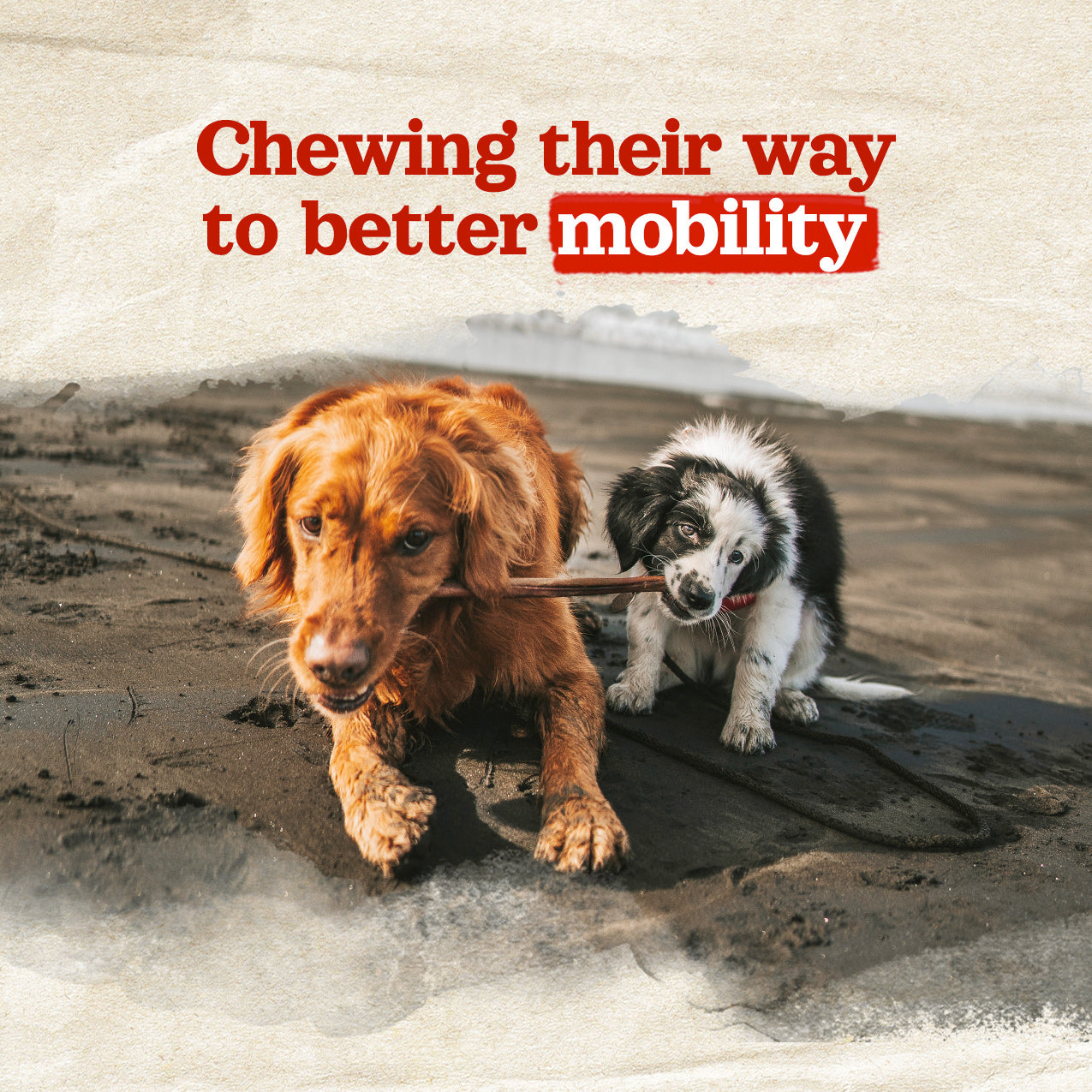 4 Inch Bully Coated Gourmet Collagen Sticks Natural Farm Shop Collagen Sticks