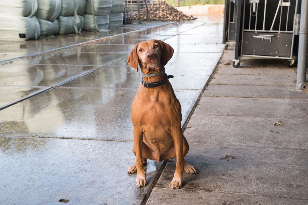 Why Are Bully Sticks So Expensive?