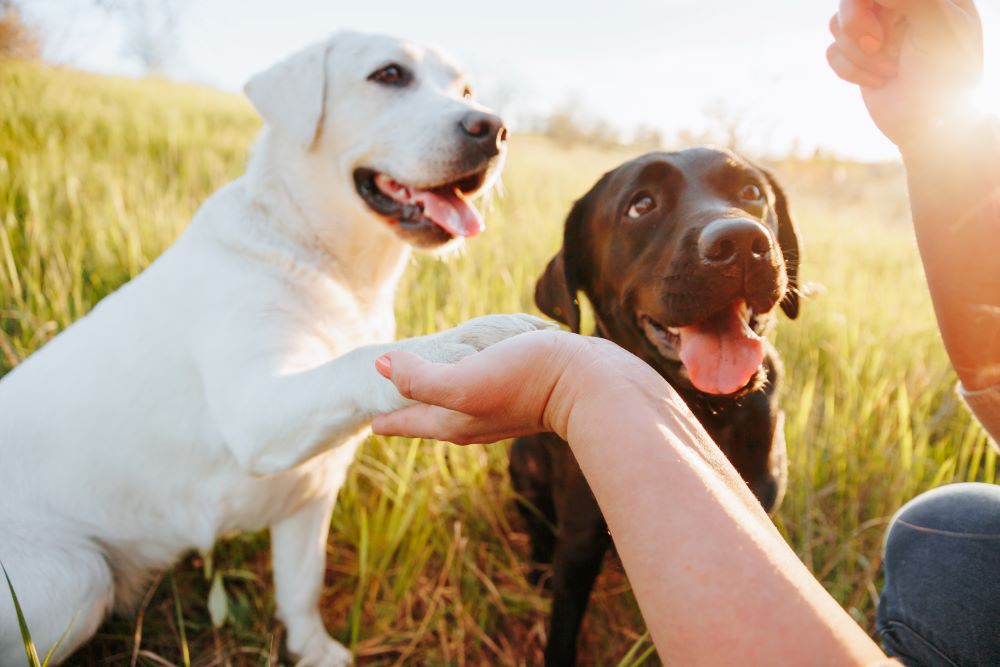 Which Dog Bones Are Safe?
