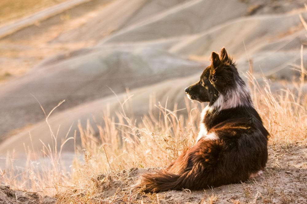 Can Dogs Have Collagen Sticks?