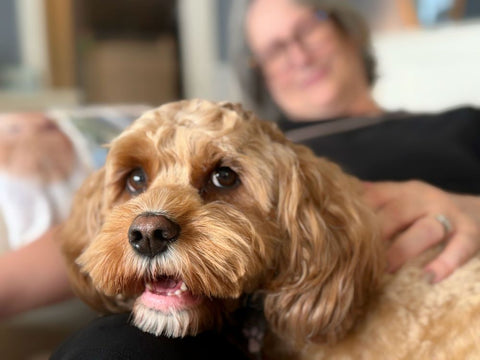 What Are Collagen Sticks for Dogs Made Of?