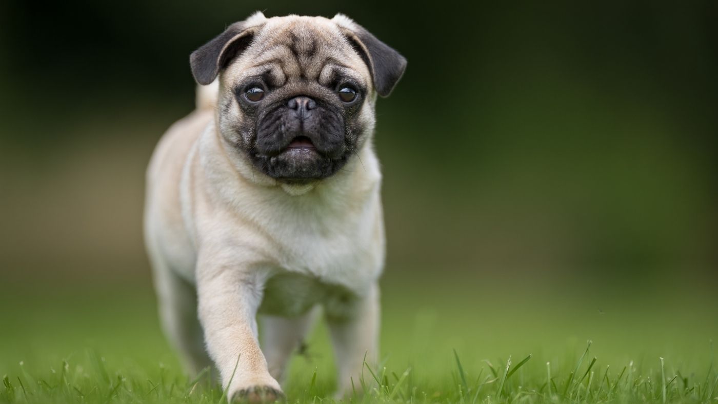 The 5 Best Chews for Small Dogs