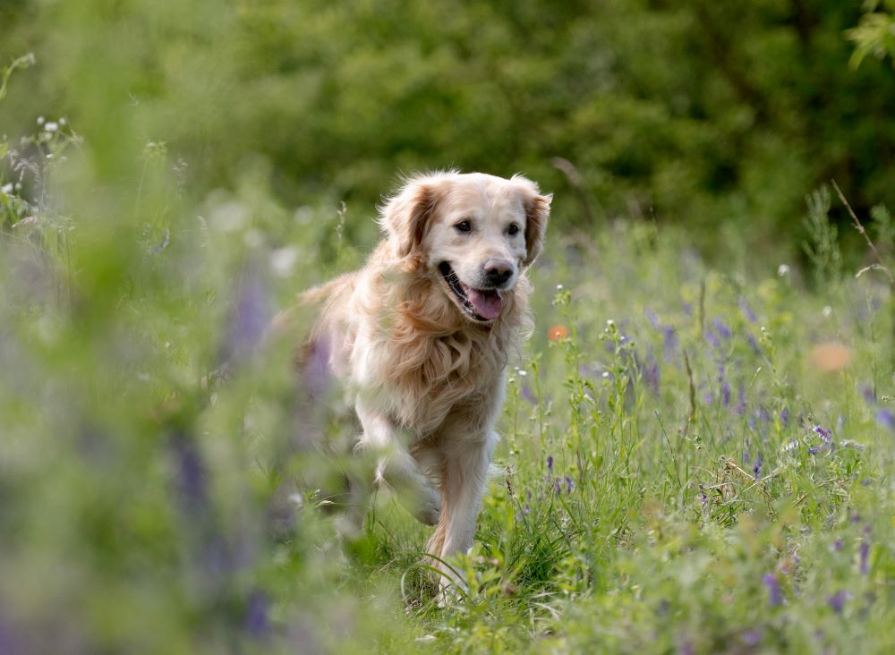 Can Dog Treats Cause Seizures