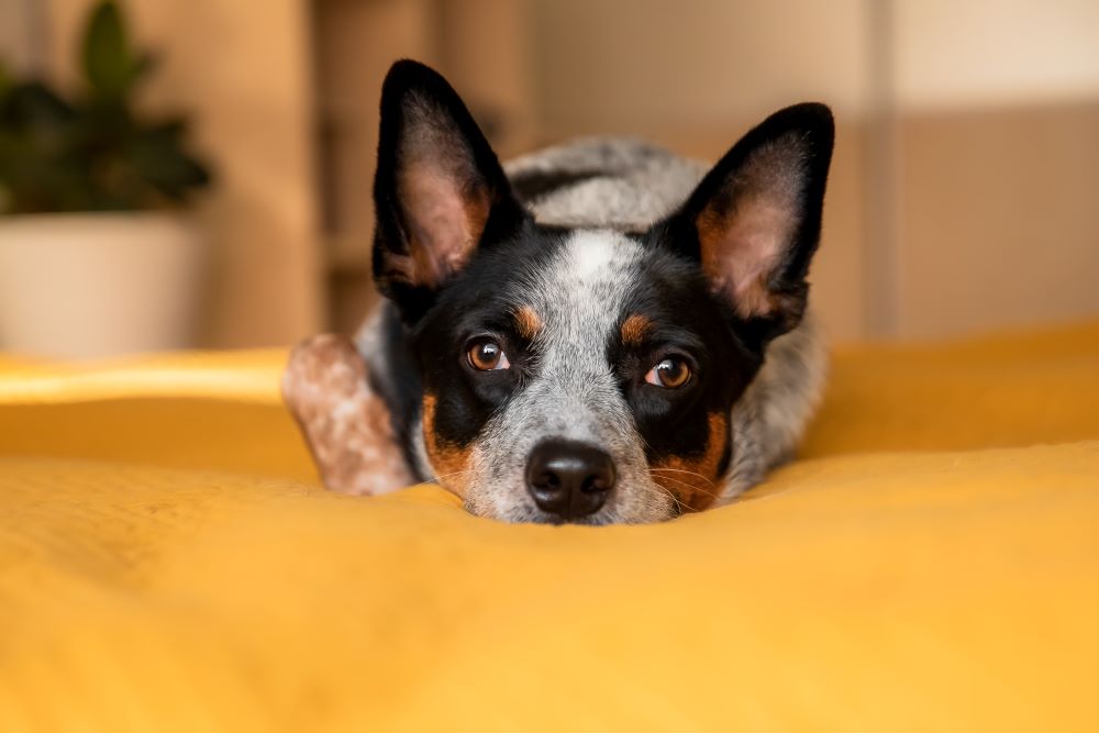 When Can Puppies Eat Bully Sticks?