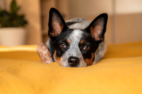 When Can Puppies Eat Bully Sticks?