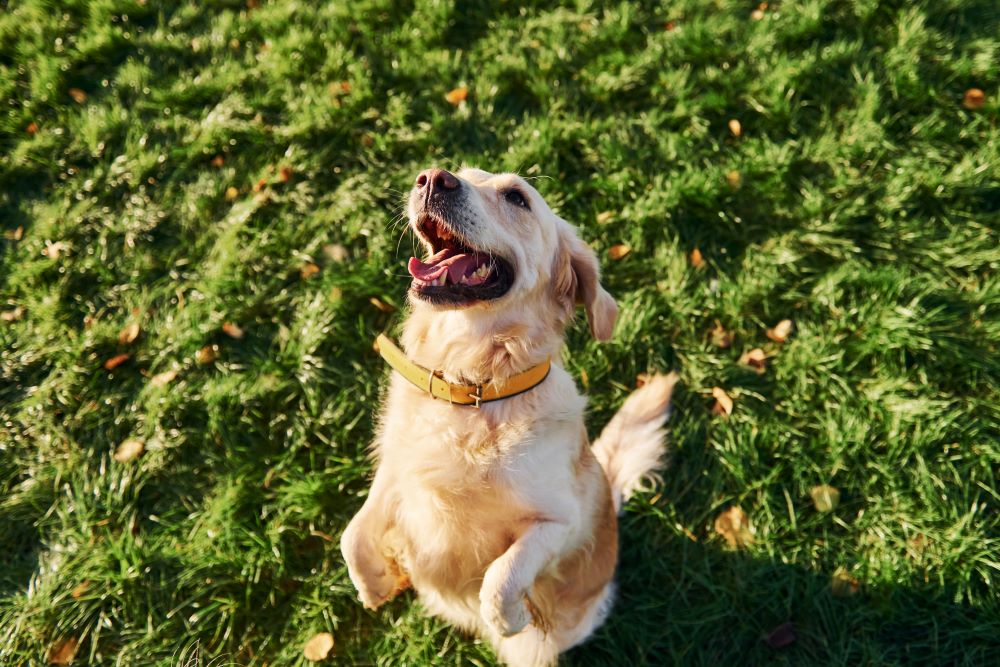 How Do Dog Dental Chews Work?