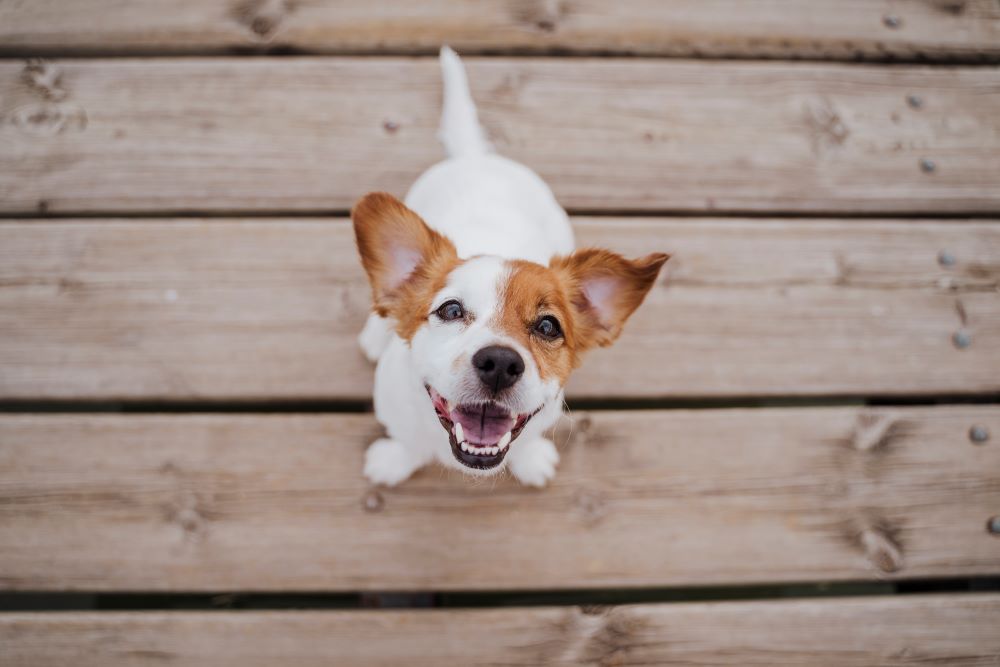 Are Collagen Sticks Good for Puppies?