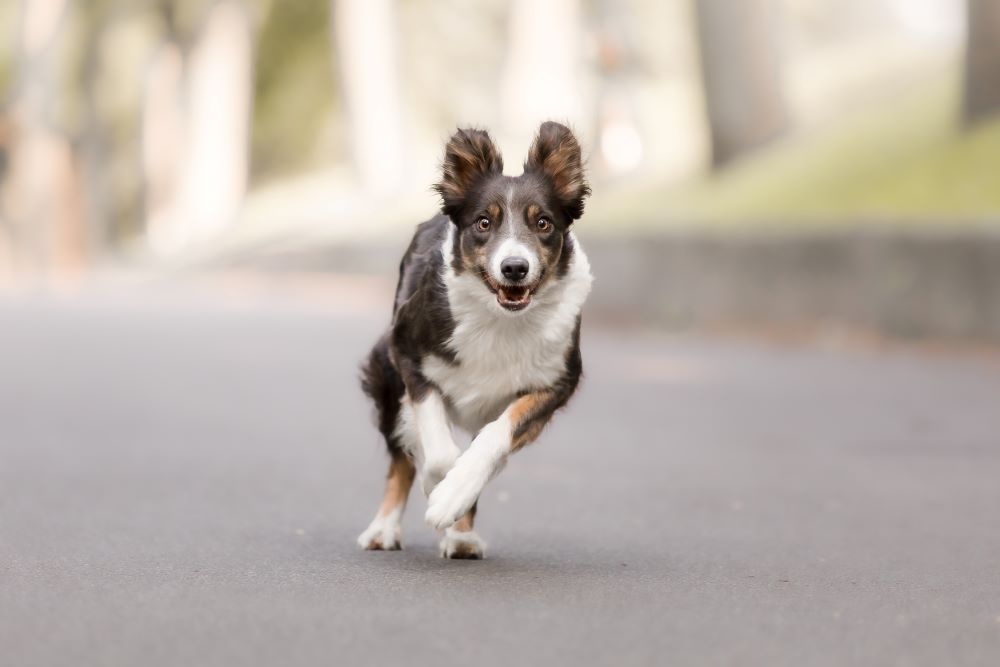 Can Dogs Choke on Collagen Sticks?