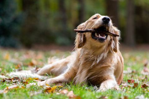 What dog bones do vets recommend?