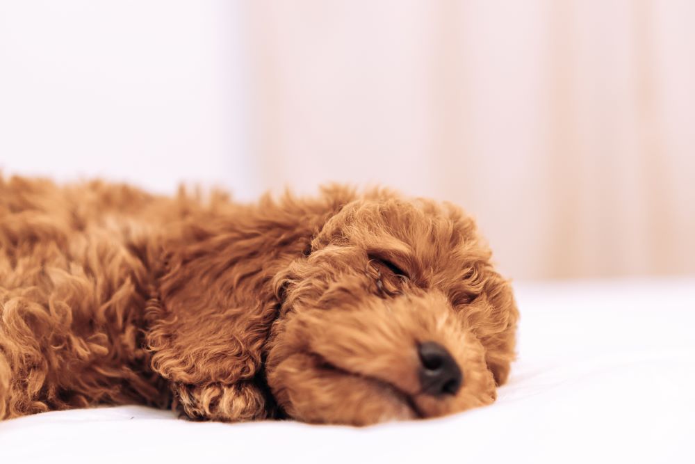 Can Dog Treats Cause Constipation?