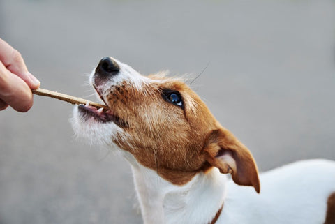 Dog bones that last outlet