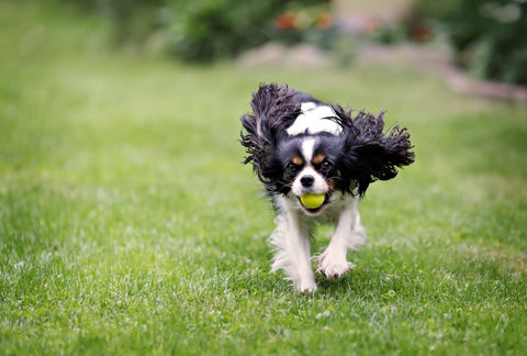 Can Dog Chews Cause Constipation?