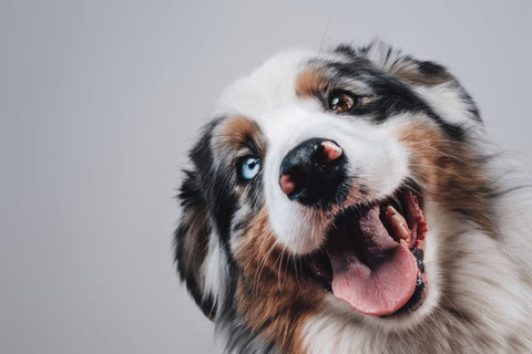 Are Dog Bones Real Bones?