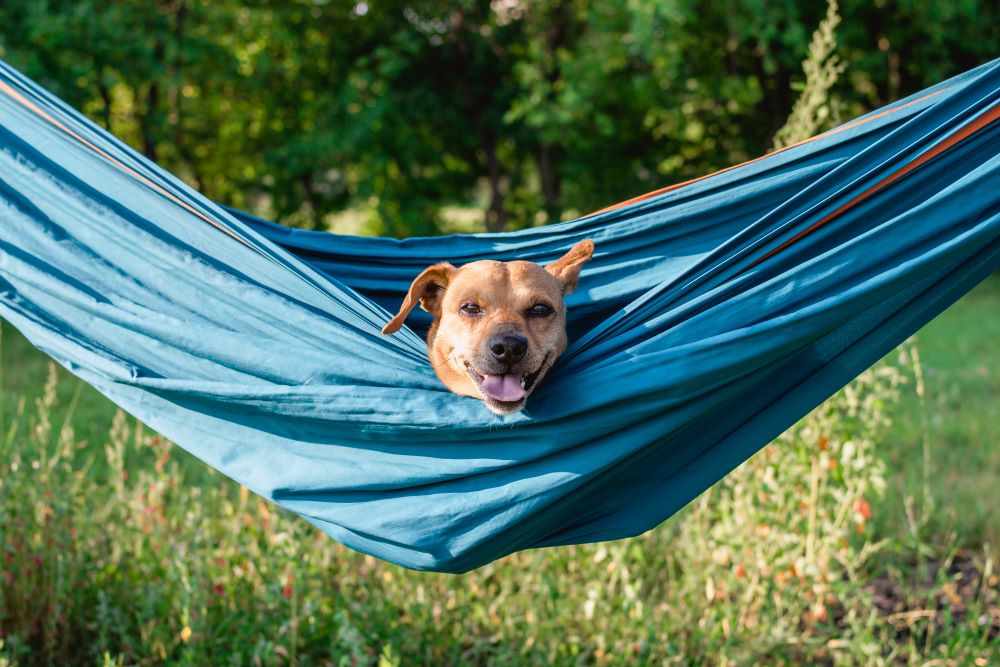 Do Bully Sticks Cause Diarrhea?