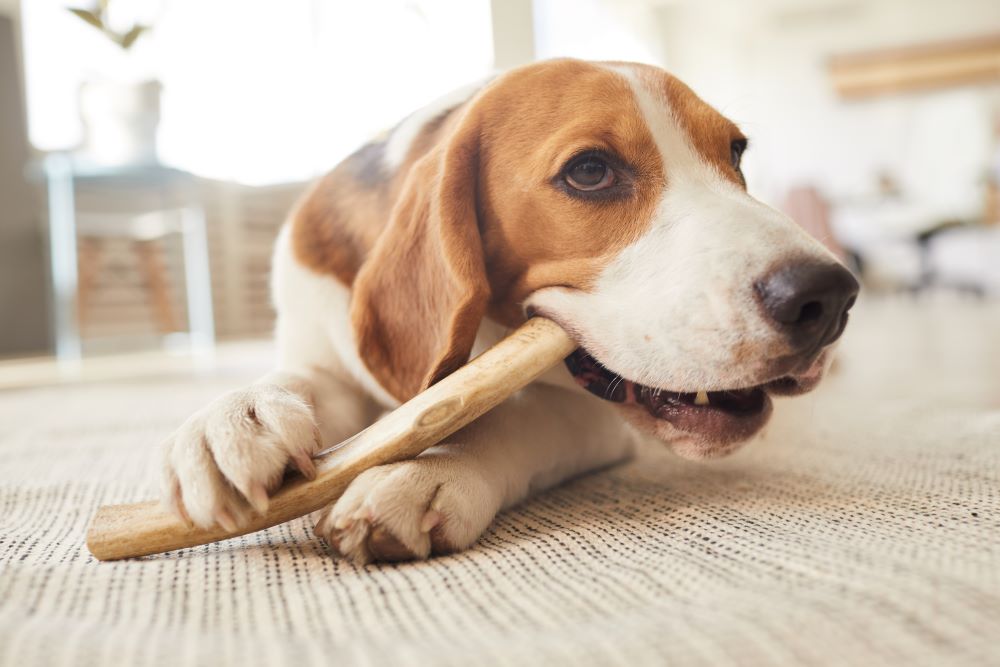 can collagen sticks cause diarrhea in dogs