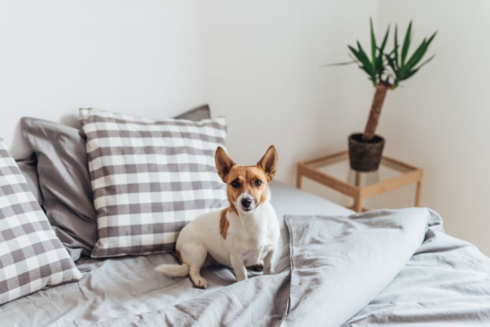 Are Collagen Sticks OK for Puppies?