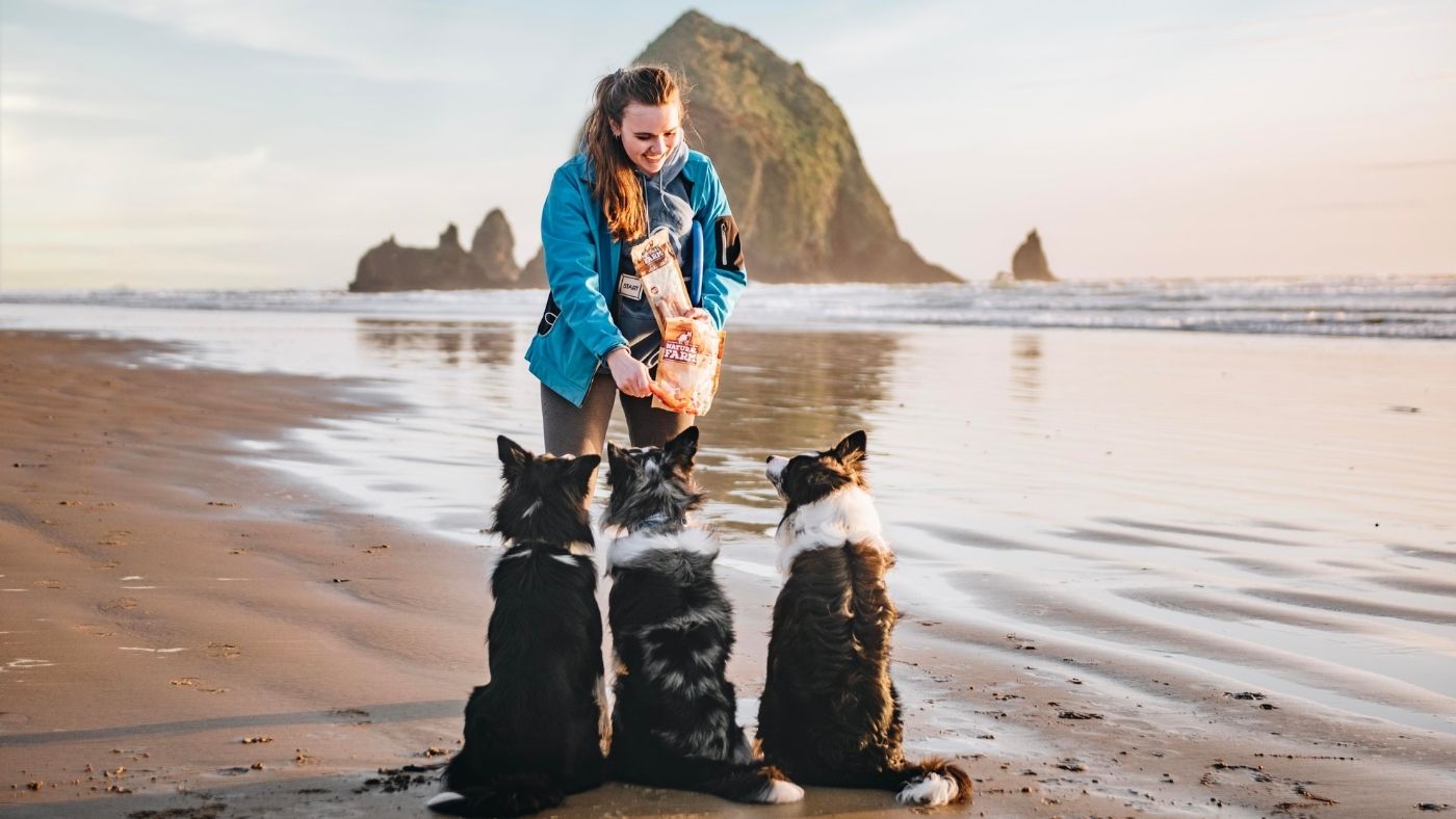 5 Easy Tricks to Teach Your Dog