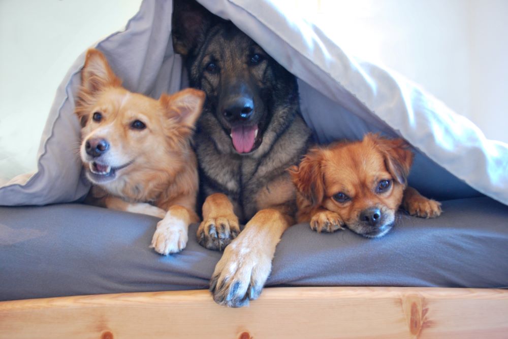 Are Collagen Sticks Safe for Puppies?