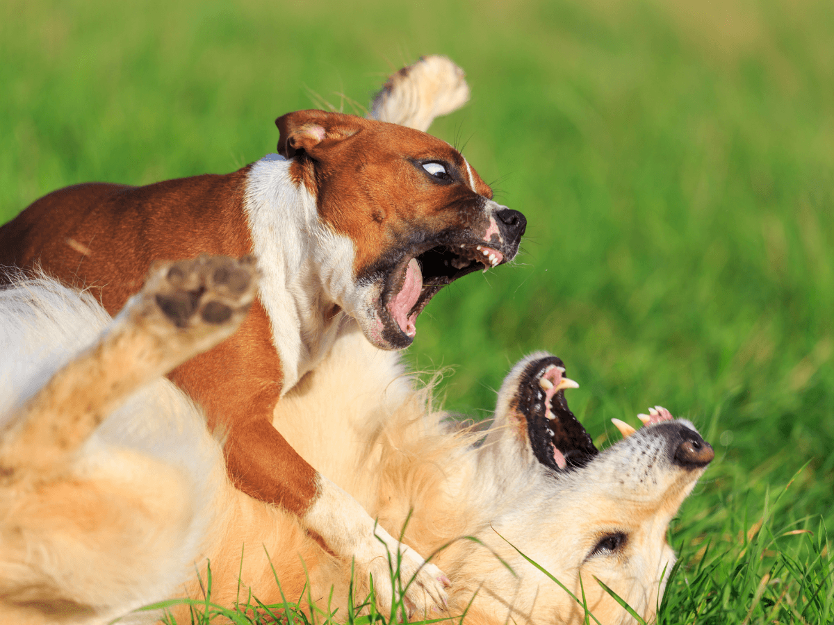 Dog aggressive towards other dogs: causes and training