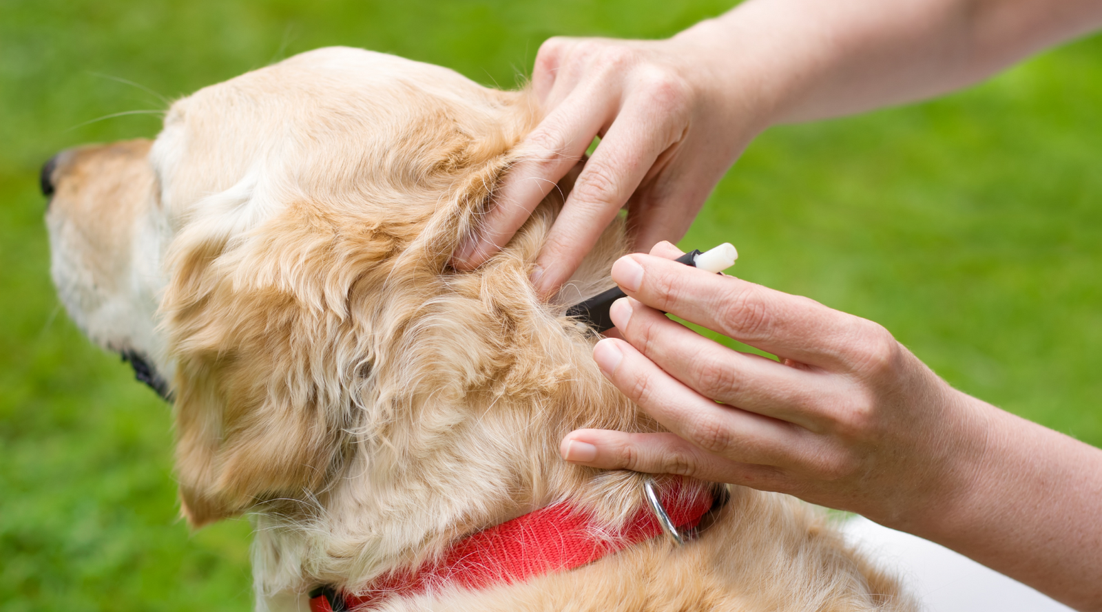 Should I Give My Dog Flea and Tick Medication?