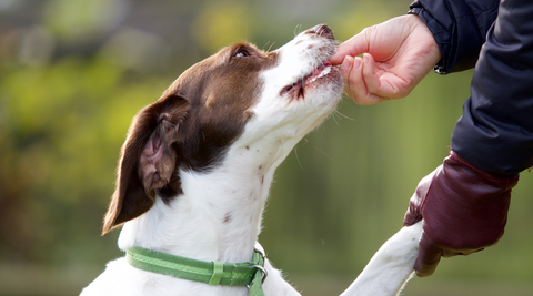 Best Methods for Storing Dog Treats