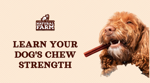How to Determine Your Dogs Chew Strength