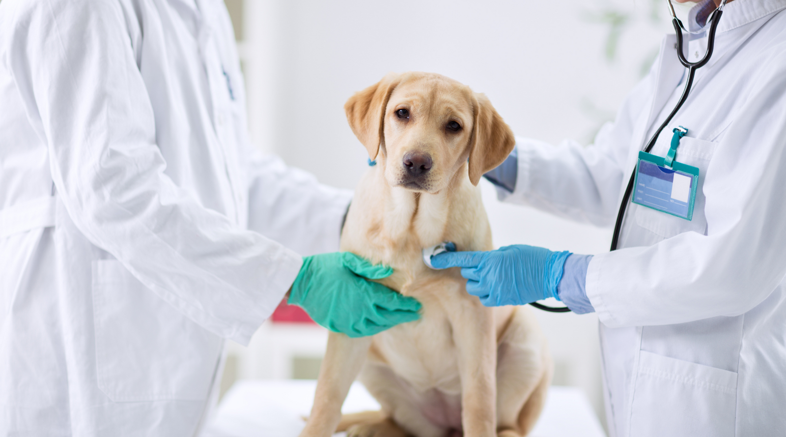 Pet Cancer Awareness Month — What to Know | How to Give Back During Pet Cancer Awareness Month — Natural Farm