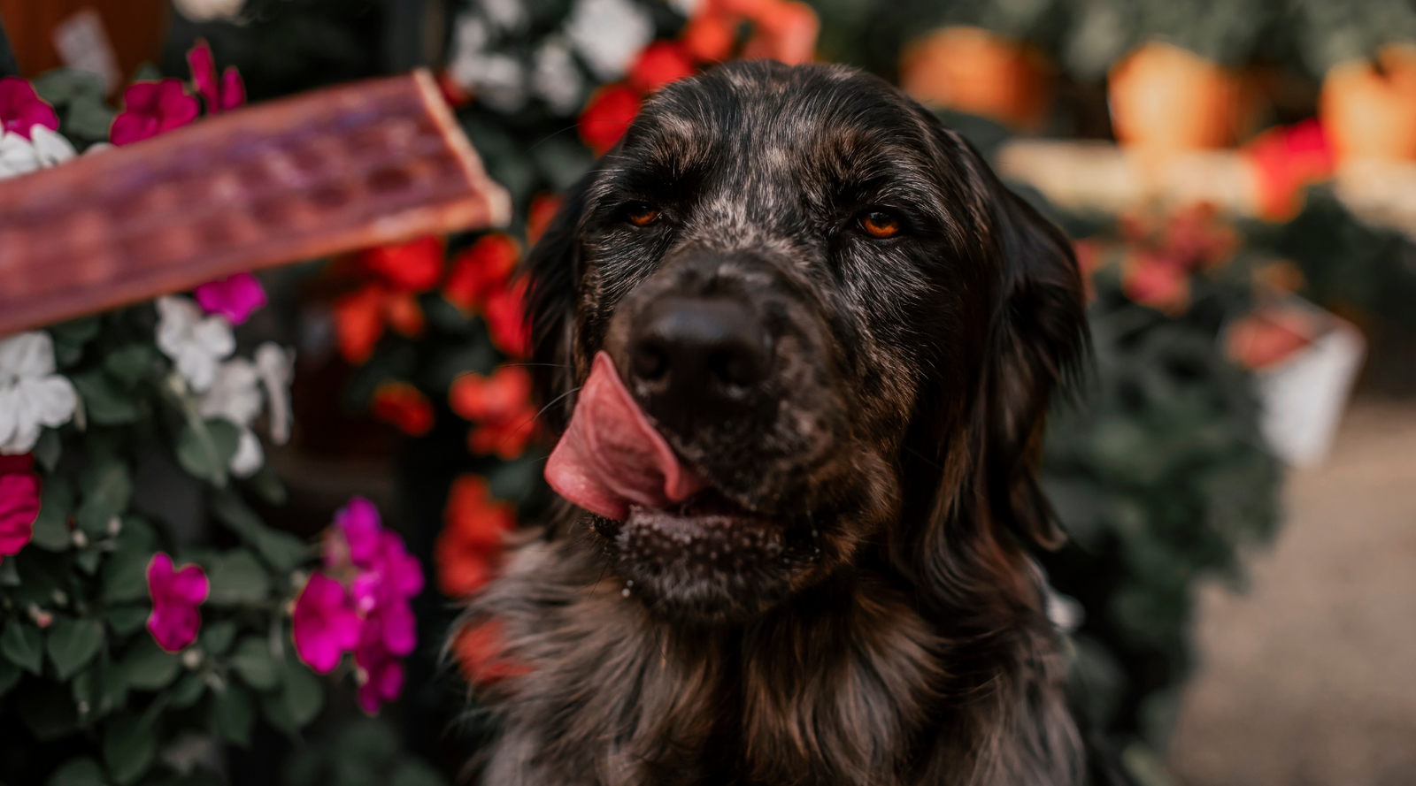 Best Beef Esophagus Products for Dogs | Are Beef Esophagus Products Good for Dogs? — Natural Farm