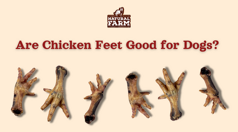 Are Chicken Feet Good for Dogs Natural Farm