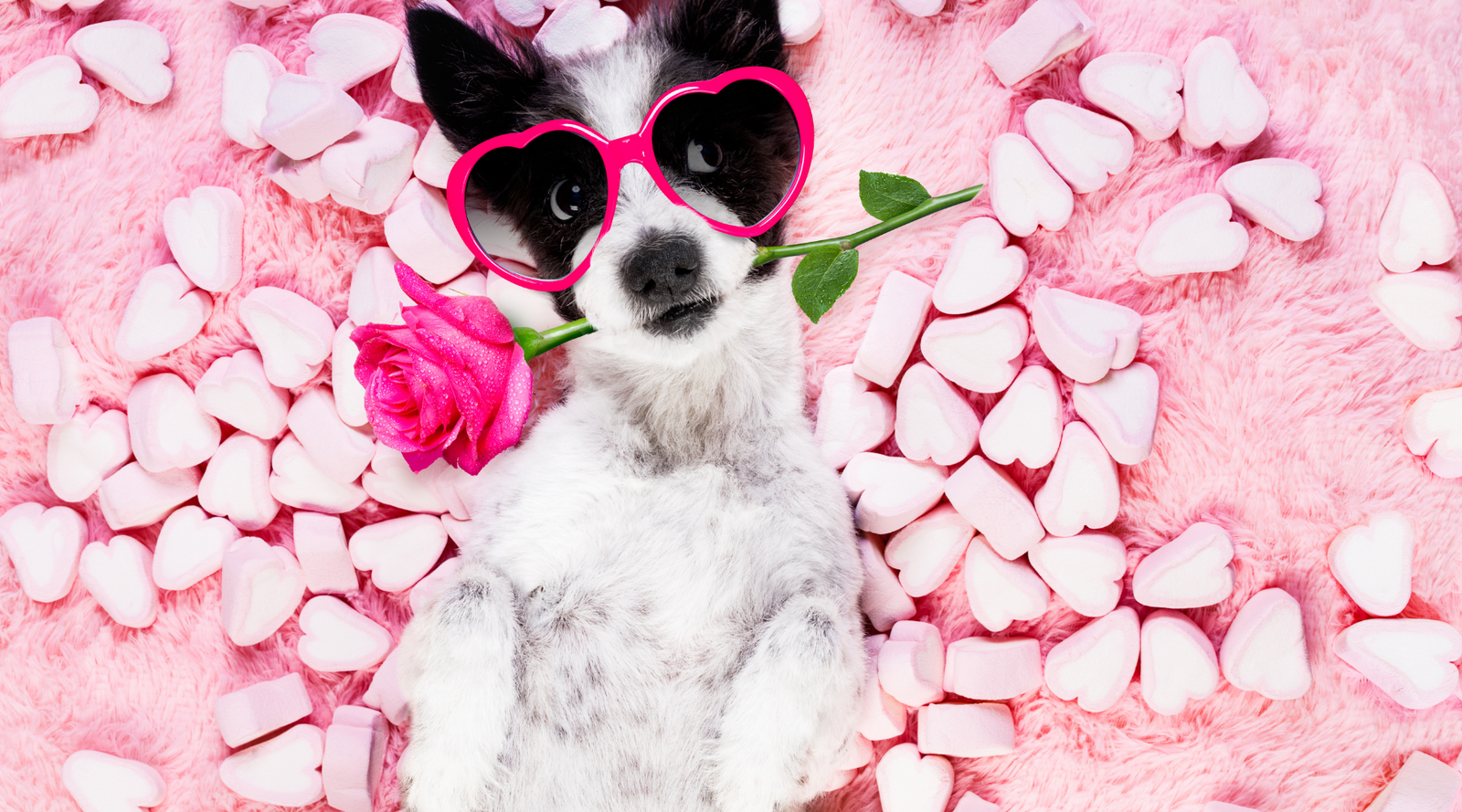 Adorable dog with heart sunglasses and rose - understanding your dog's love language