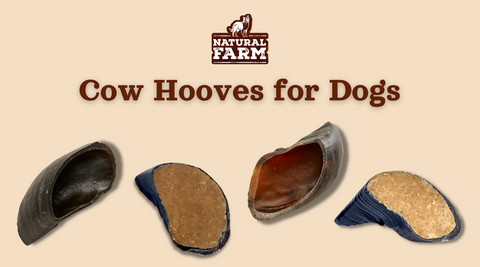 Should You Give Your Dog Cow Hooves All the Benefits of Standard