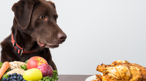How to Find the Perfect Treats to Please Your Picky Pups