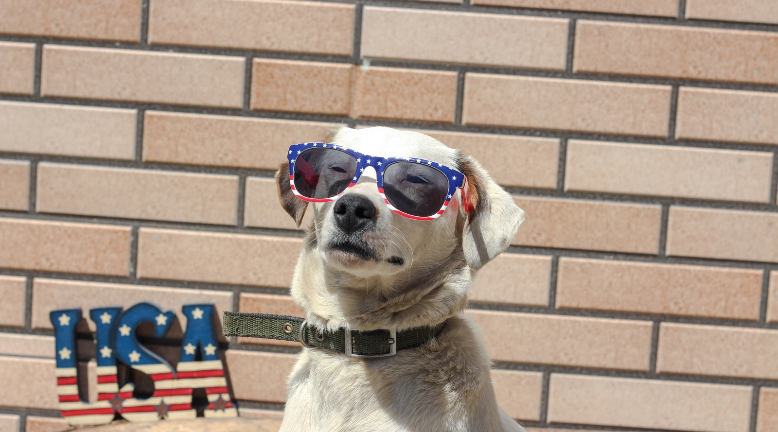 How to Help Your Dog Beat Their Firework Fright & Stay Safe This Fourth of July
