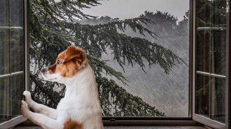 How to Keep Your Dog Calm During a Thunderstorm—Natural Farm