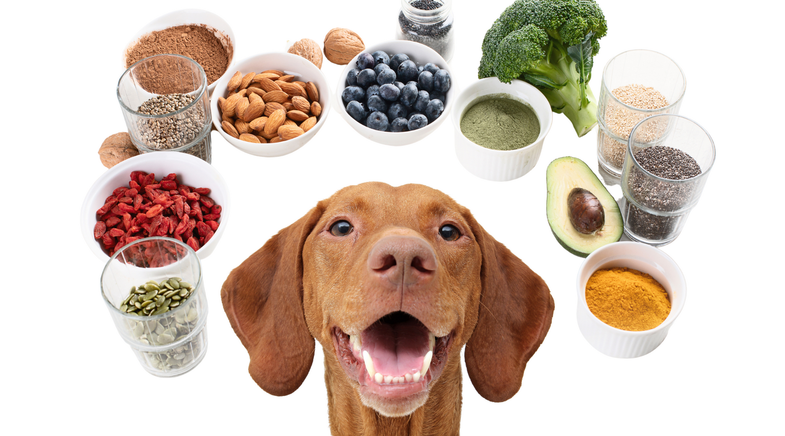 Happy dog surrounded by superfoods - blueberries, broccoli, avocado, seeds and turmeric for canine nutrition