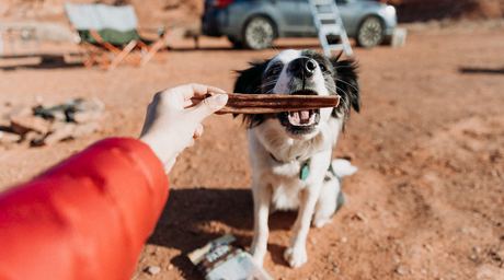 Happy and adventurous dog enjoys a healthy and nutritious Natural Farm Beef Jerky Dog Chew