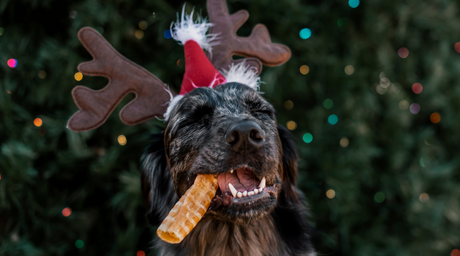 Happy festive Christmas dog enjoys a healthy Natural Farm treat to get into the holiday spirit